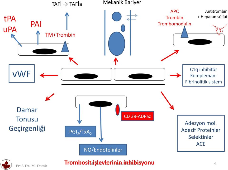 Tonusu Geçirgenliği PGI 2 /TxA 2 NO/Endotelinler CD 39-ADPaz Adezyon mol.