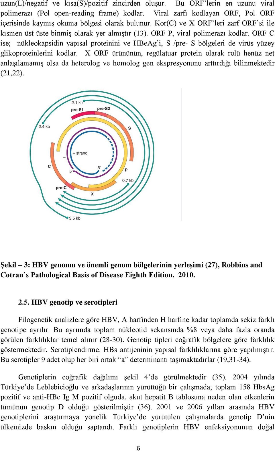 ORF C ise; nükleokapsidin yapısal proteinini ve HBeAg i, S /pre- S bölgeleri de virüs yüzey glikoproteinlerini kodlar.