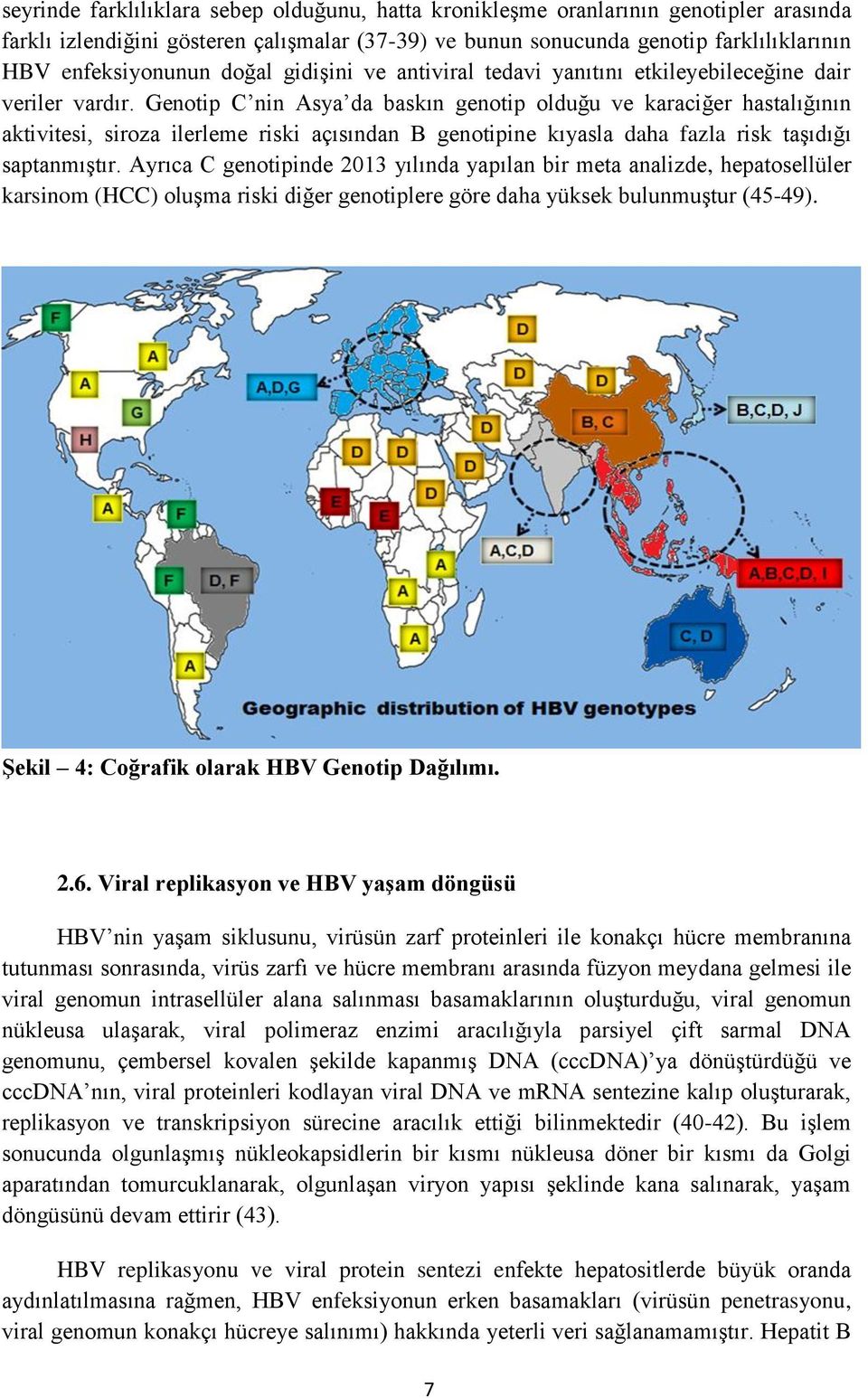 Genotip C nin Asya da baskın genotip olduğu ve karaciğer hastalığının aktivitesi, siroza ilerleme riski açısından B genotipine kıyasla daha fazla risk taģıdığı saptanmıģtır.