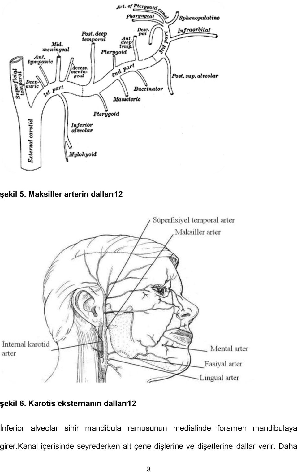 mandibula ramusununn medialinde foramen mandibulaya girer.