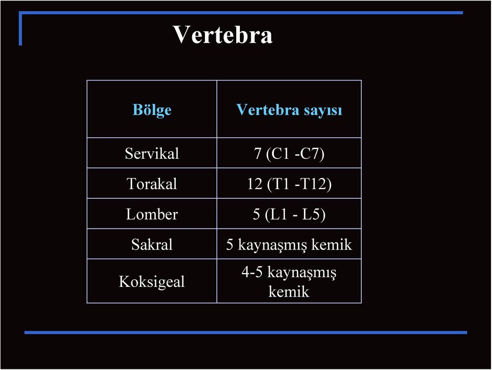 -T12) Lomber 5 (L1 - L5) Sakral