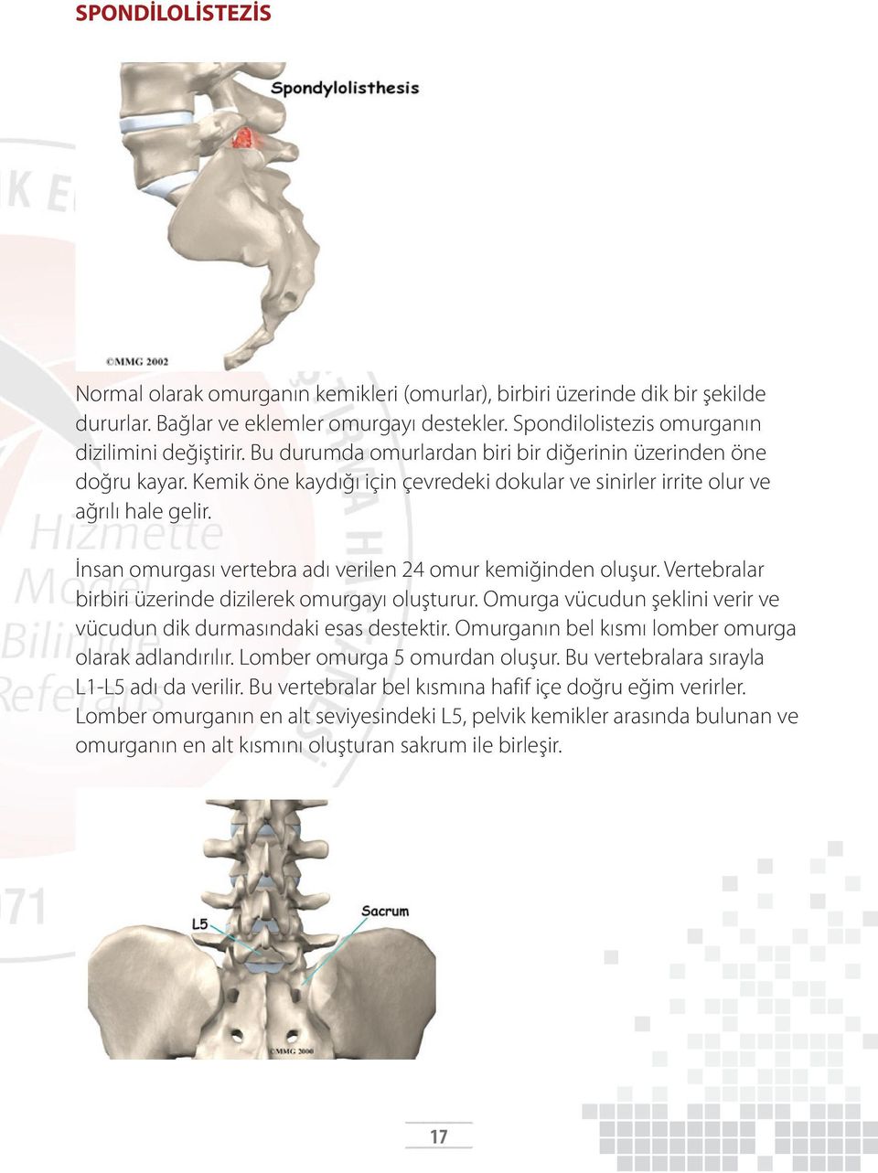 İnsan omurgası vertebra adı verilen 24 omur kemiğinden oluşur. Vertebralar birbiri üzerinde dizilerek omurgayı oluşturur. Omurga vücudun şeklini verir ve vücudun dik durmasındaki esas destektir.