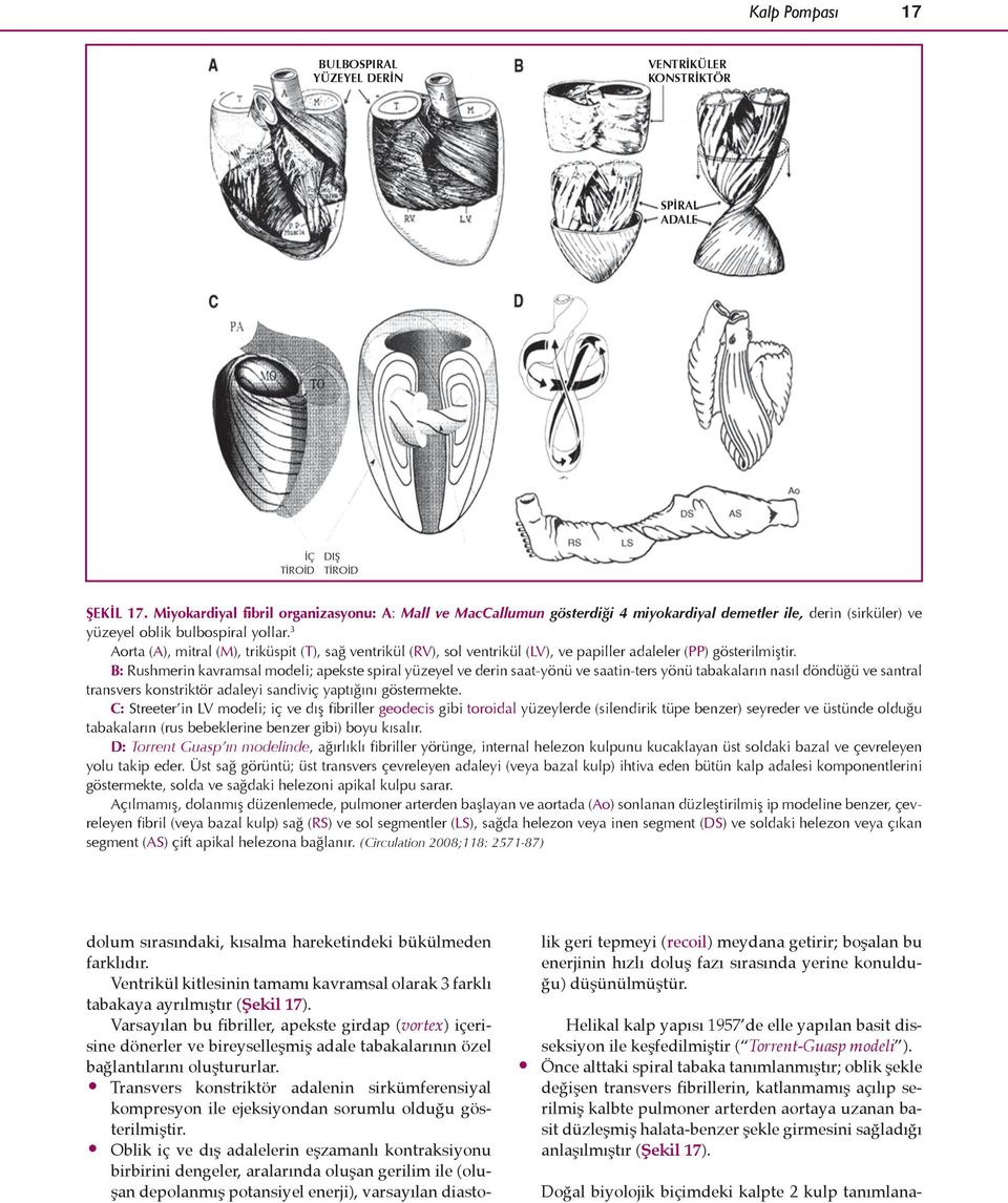 3 Aorta (A), mitral (M), triküspit (T), sağ ventrikül (RV), sol ventrikül (LV), ve papiller adaleler (PP) gösterilmiştir.