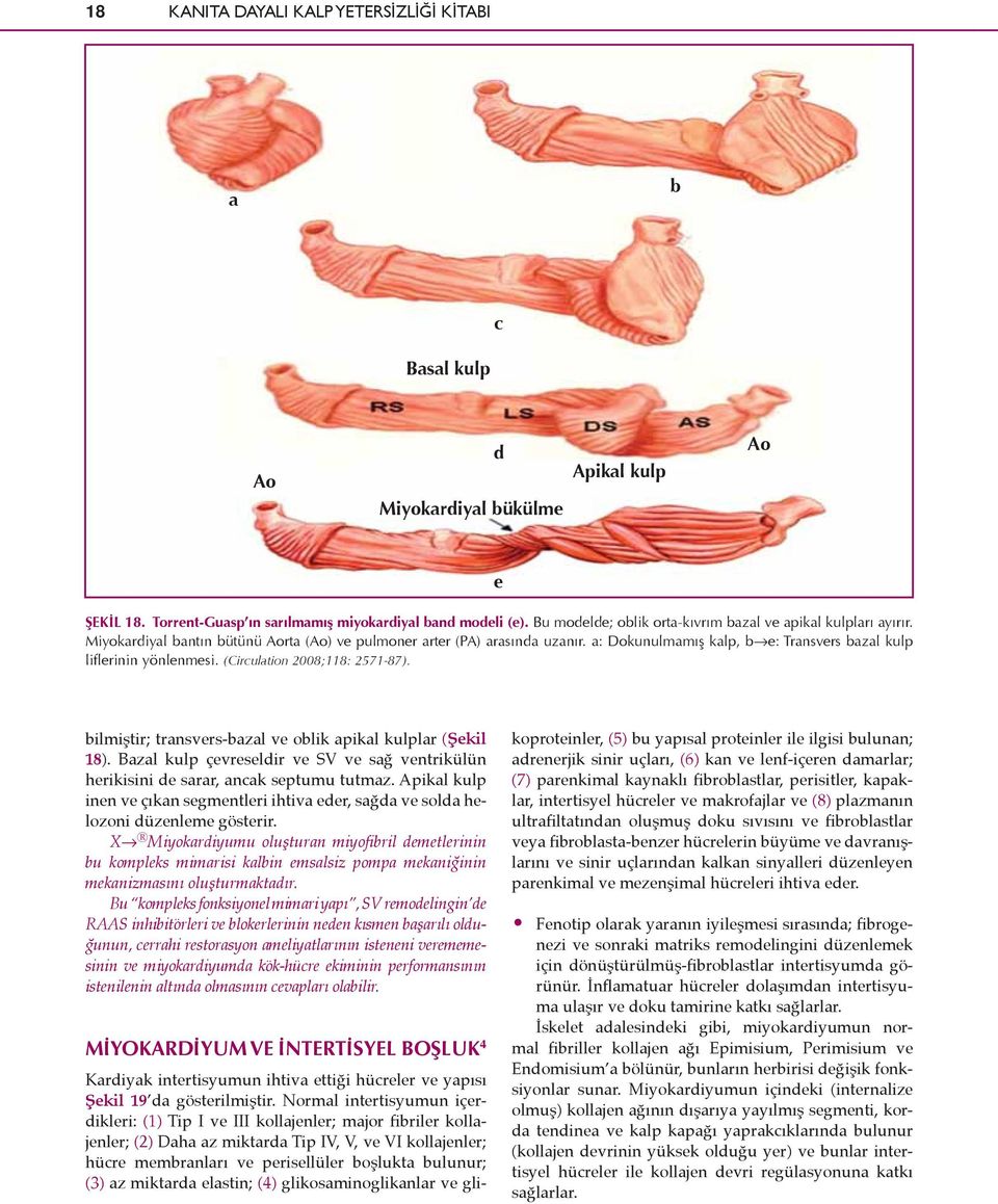 a: Dokunulmamış kalp, b e: Transvers bazal kulp liflerinin yönlenmesi. (Circulation 2008;118: 2571-87). bilmiştir; transvers-bazal ve oblik apikal kulplar (Şekil 18).