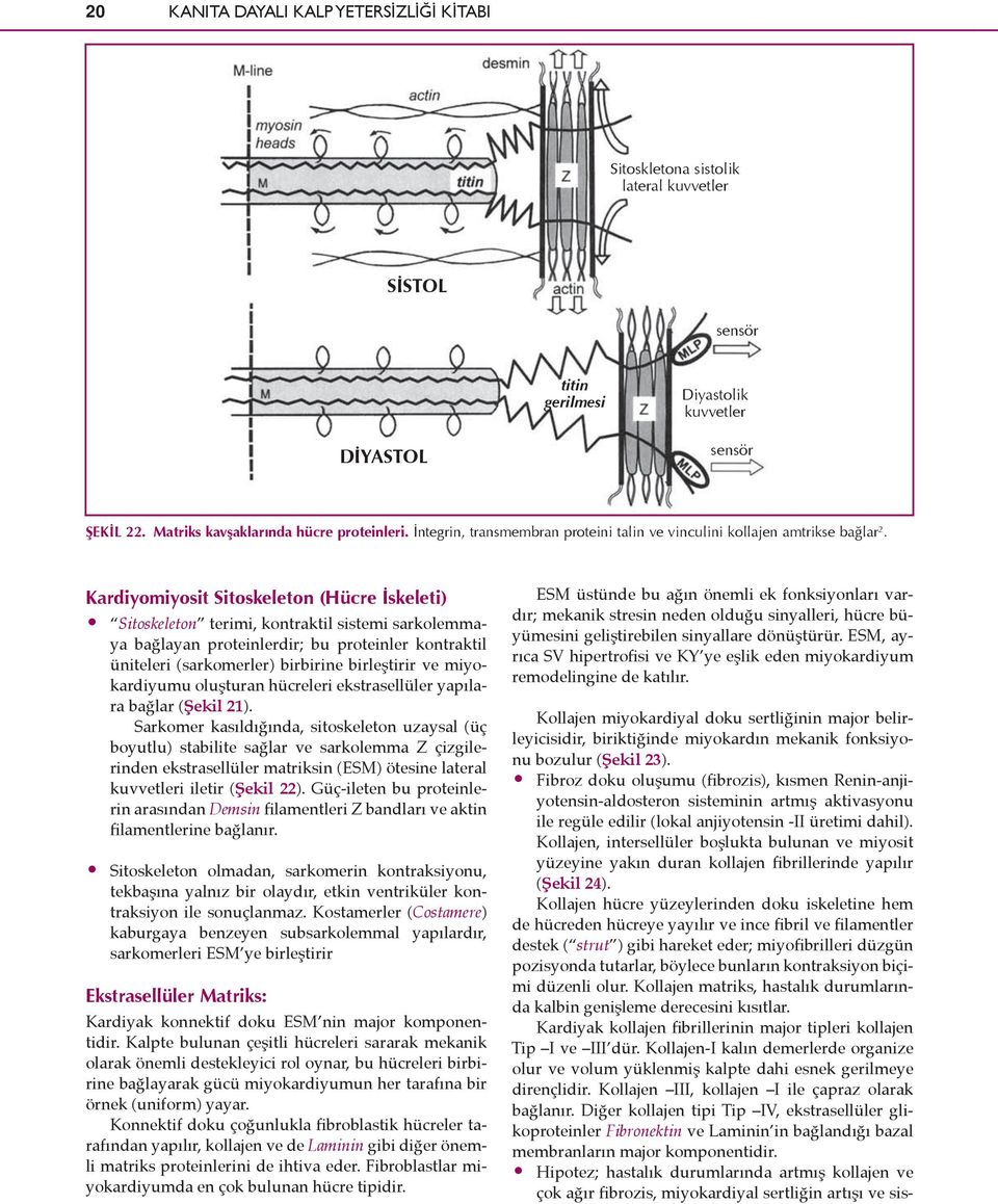 Kardiyomiyosit Sitoskeleton (Hücre İskeleti) Sitoskeleton terimi, kontraktil sistemi sarkolemmaya bağlayan proteinlerdir; bu proteinler kontraktil üniteleri (sarkomerler) birbirine birleştirir ve