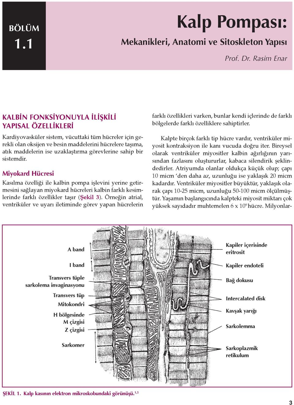 Kardiyovasküler sistem, vücuttaki tüm hücreler için gerekli olan oksijen ve besin maddelerini hücrelere taşıma, atık maddelerin ise uzaklaştırma görevlerine sahip bir sistemdir.