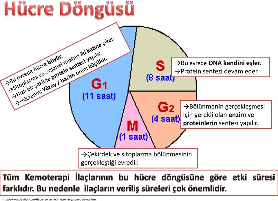 sentezi yapılır.