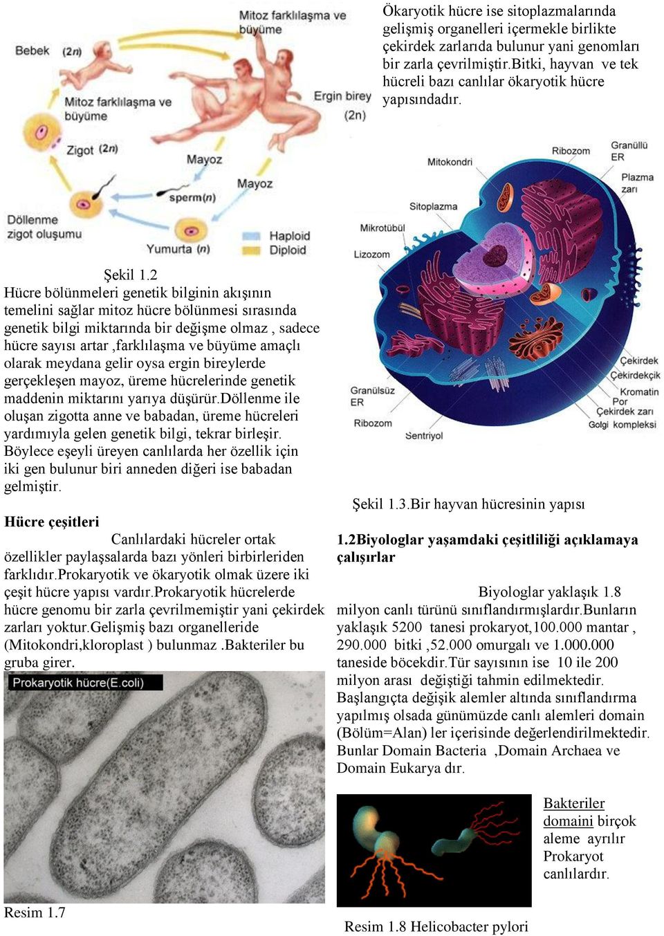 2 Hücre bölünmeleri genetik bilginin akışının temelini sağlar mitoz hücre bölünmesi sırasında genetik bilgi miktarında bir değişme olmaz, sadece hücre sayısı artar,farklılaşma ve büyüme amaçlı olarak