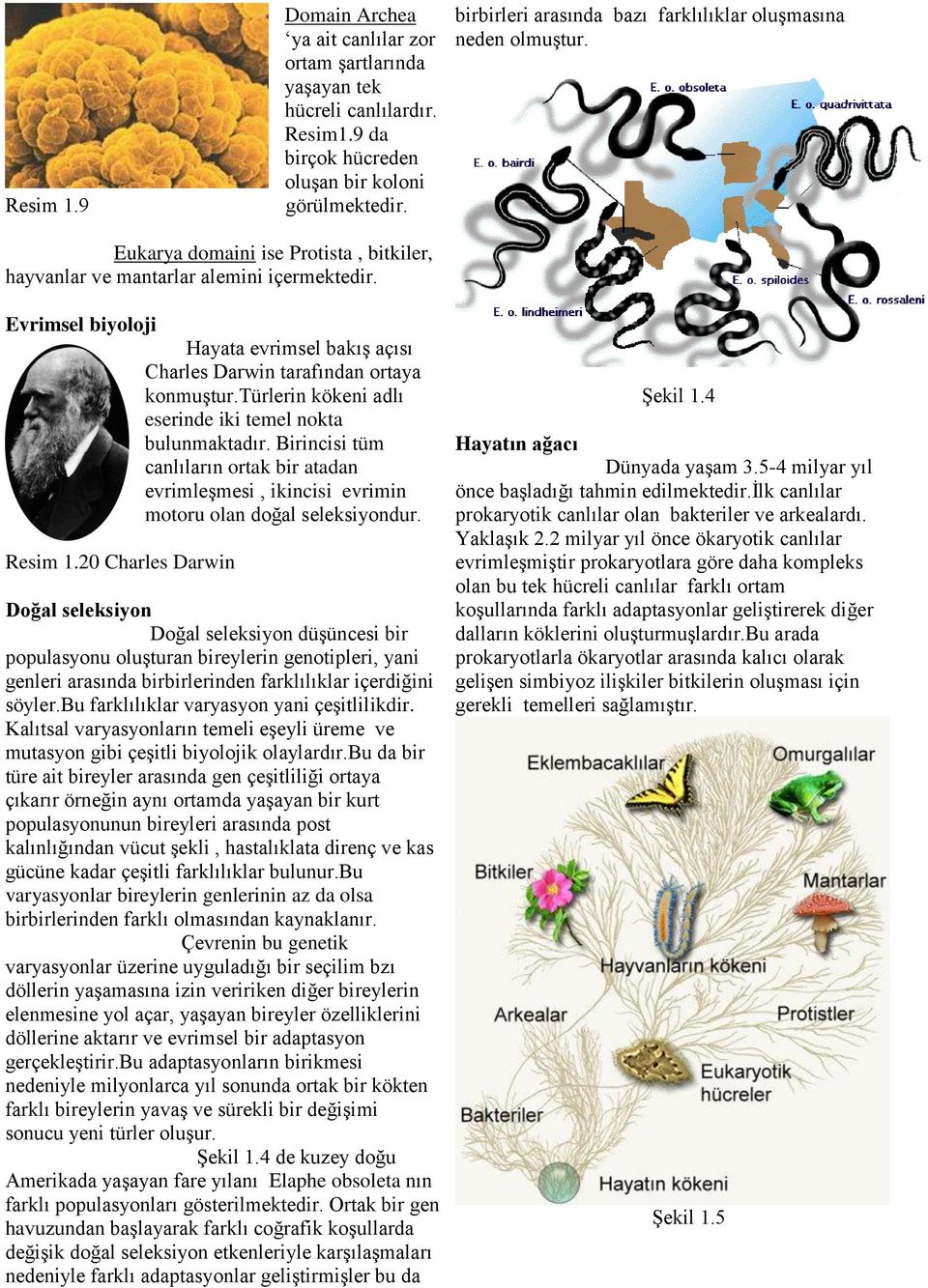 Evrimsel biyoloji Hayata evrimsel bakış açısı Charles Darwin tarafından ortaya konmuştur.türlerin kökeni adlı eserinde iki temel nokta bulunmaktadır.