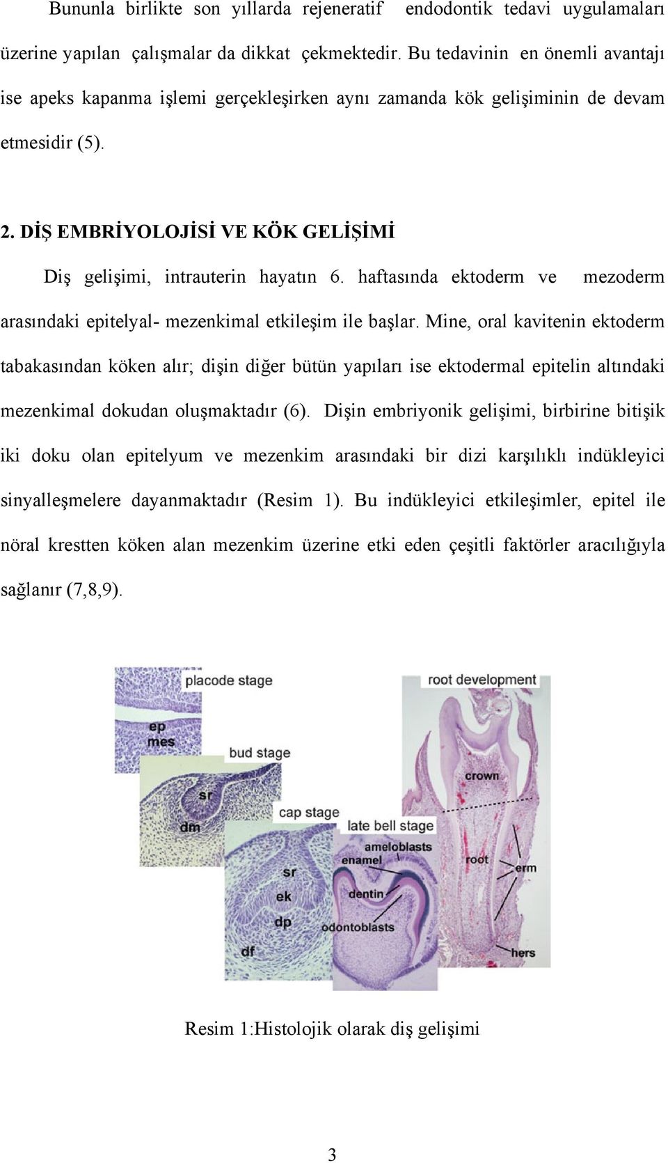 haftasında ektoderm ve mezoderm arasındaki epitelyal- mezenkimal etkileşim ile başlar.