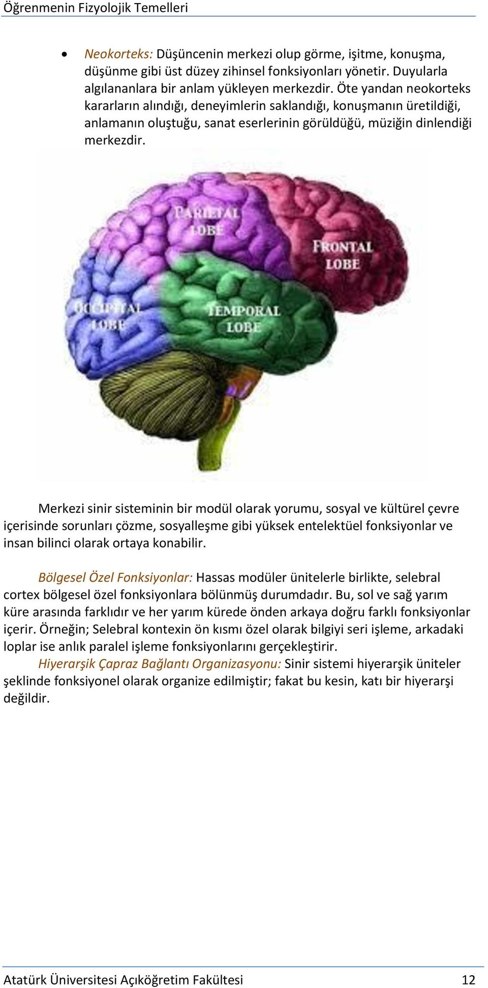 Merkezi sinir sisteminin bir modül olarak yorumu, sosyal ve kültürel çevre içerisinde sorunları çözme, sosyalleşme gibi yüksek entelektüel fonksiyonlar ve insan bilinci olarak ortaya konabilir.