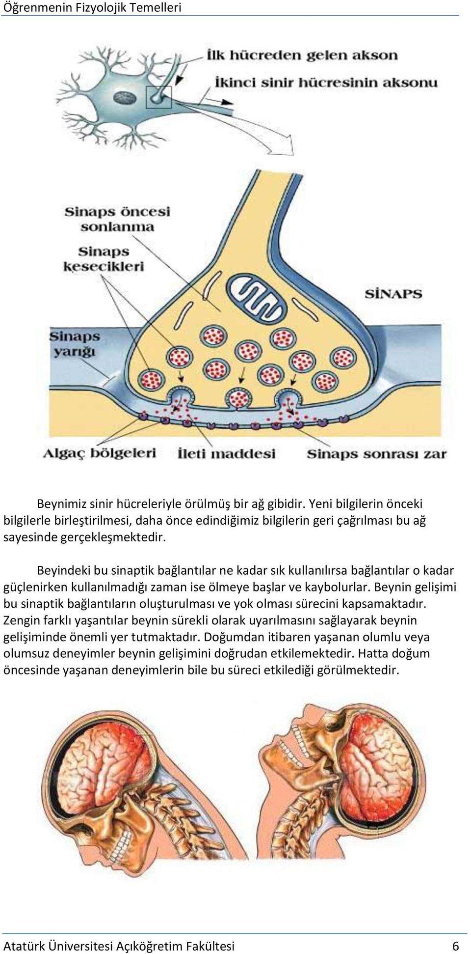 Beynin gelişimi bu sinaptik bağlantıların oluşturulması ve yok olması sürecini kapsamaktadır.