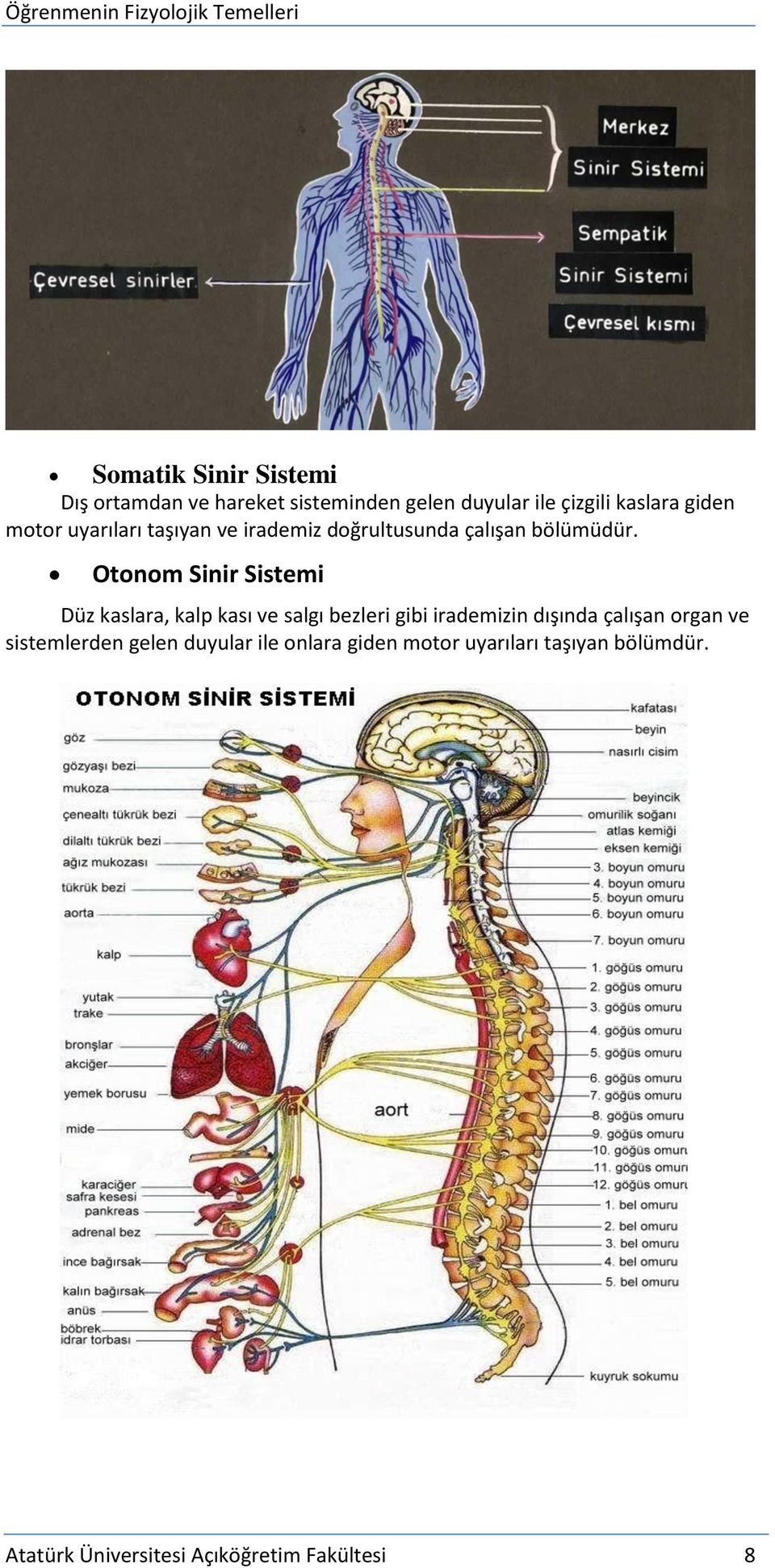 Otonom Sinir Sistemi Düz kaslara, kalp kası ve salgı bezleri gibi irademizin dışında çalışan