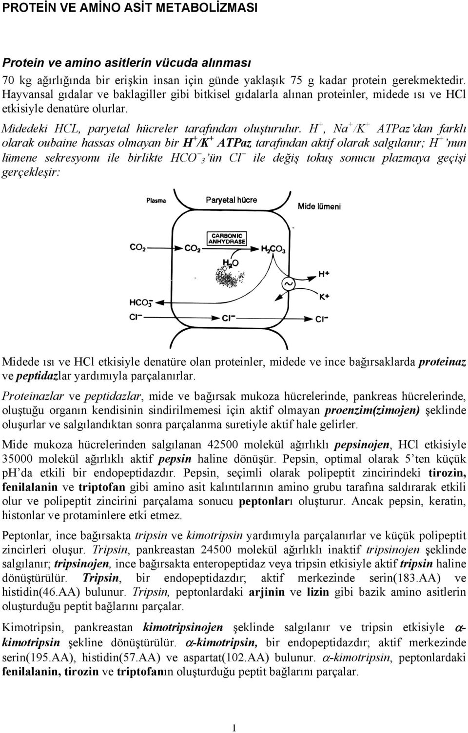 H +, Na + /K + ATPaz dan farklı olarak oubaine hassas olmayan bir H + /K + ATPaz tarafından aktif olarak salgılanır; H + nun lümene sekresyonu ile birlikte HCO 3 ün Cl ile değiş tokuş sonucu plazmaya