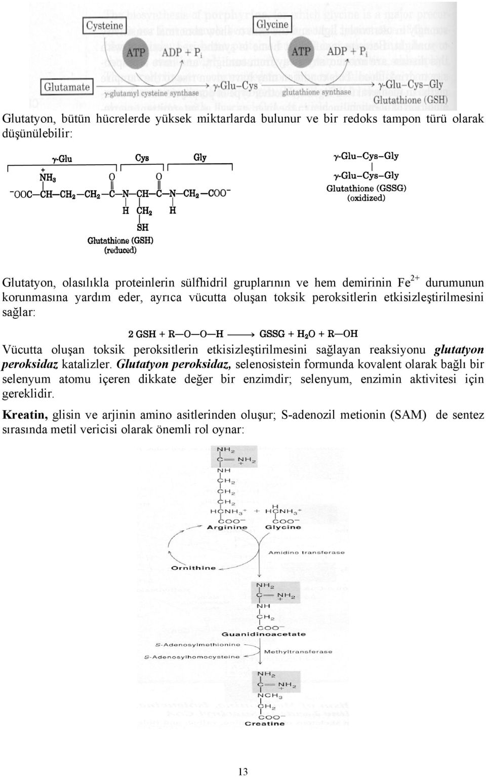 sağlayan reaksiyonu glutatyon peroksidaz katalizler.