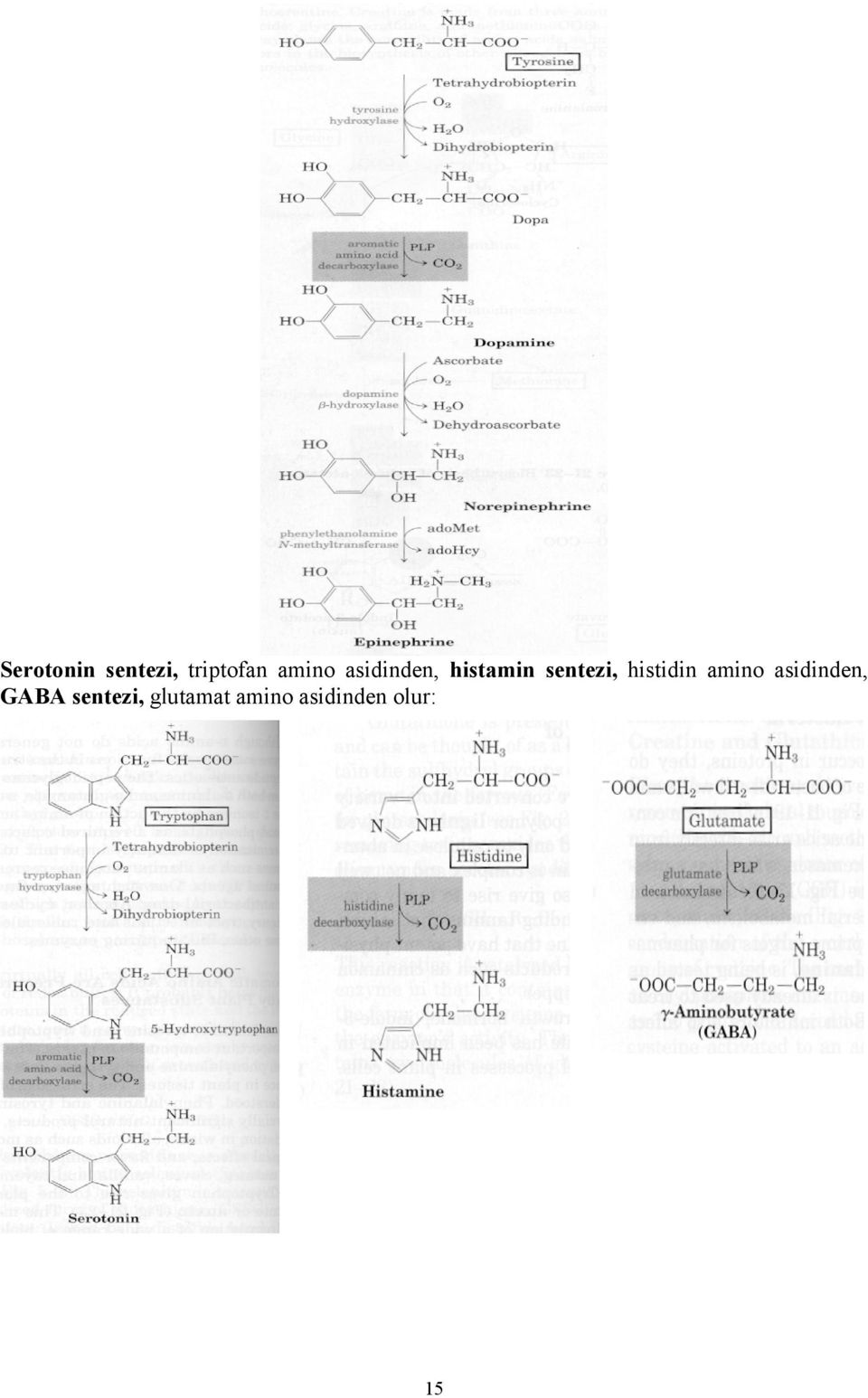 histidin amino asidinden, GABA