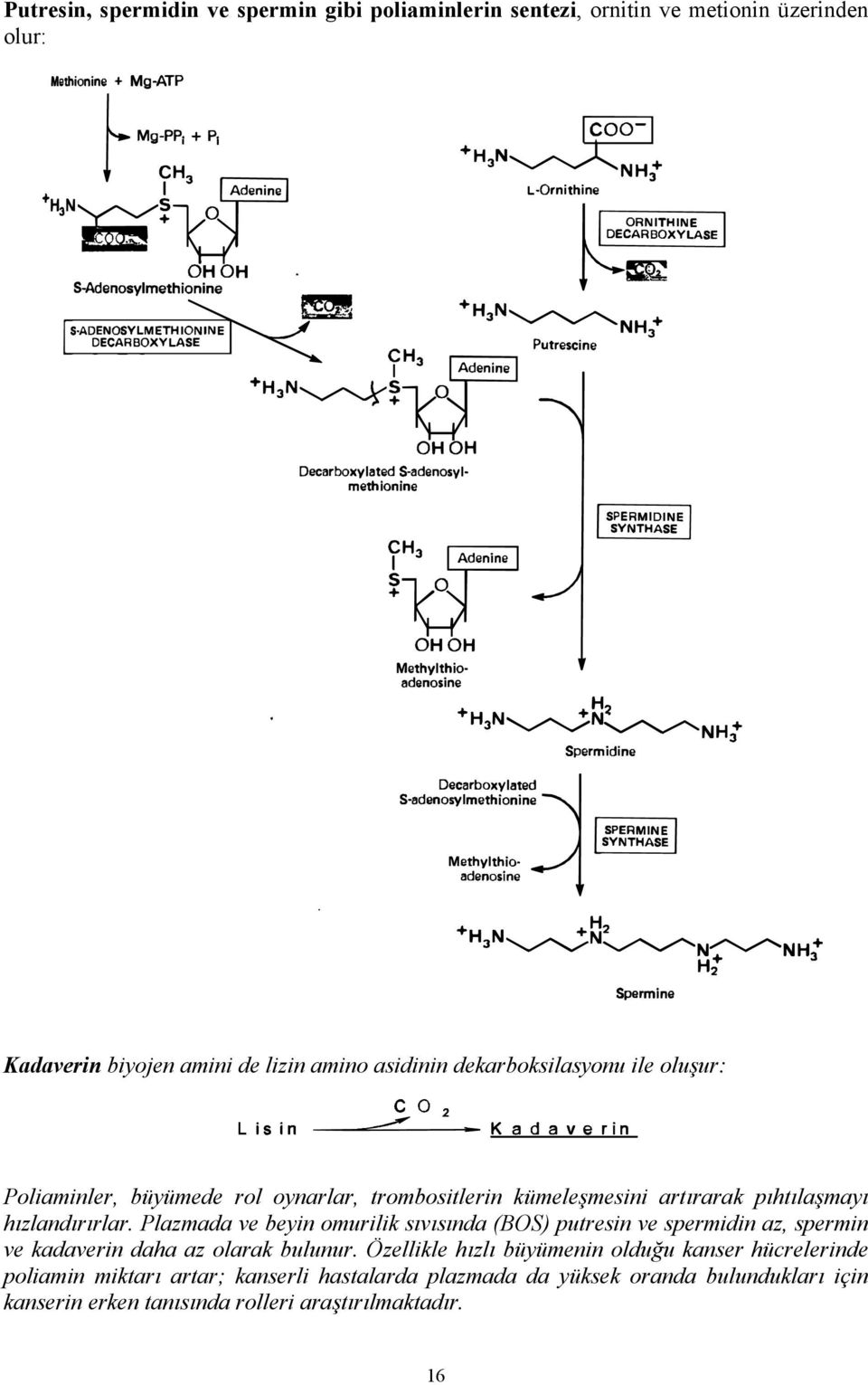 Plazmada ve beyin omurilik sıvısında (BOS) putresin ve spermidin az, spermin ve kadaverin daha az olarak bulunur.
