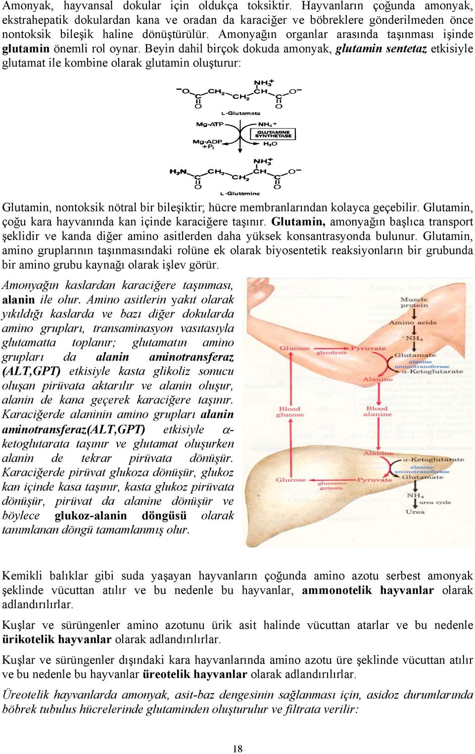 Amonyağın organlar arasında taşınması işinde glutamin önemli rol oynar.