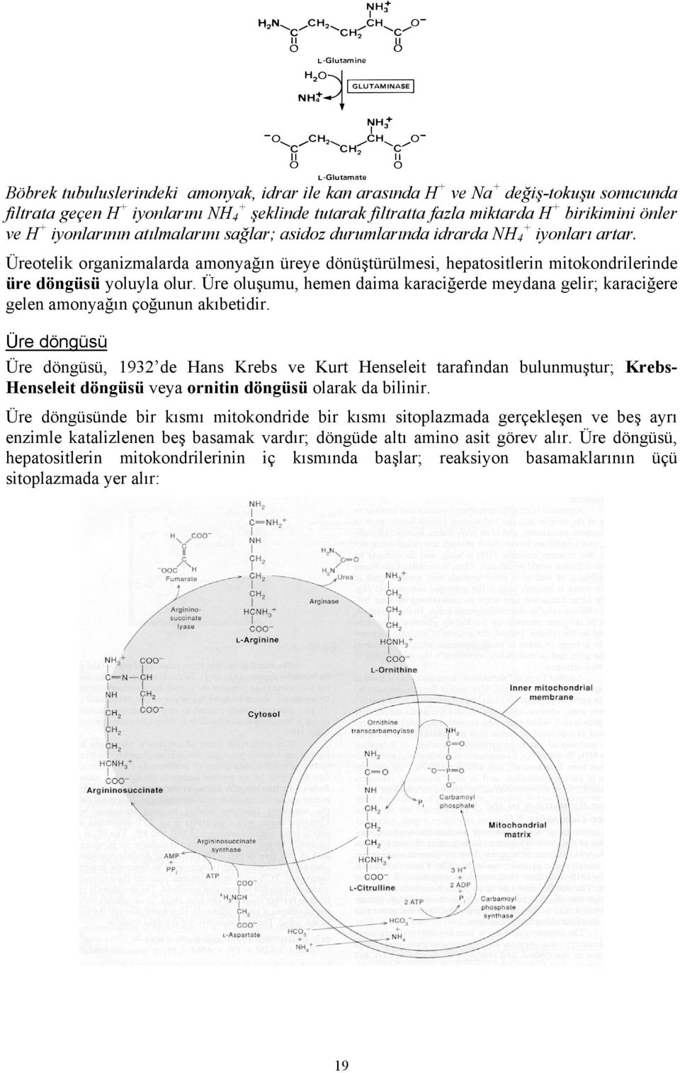 Üre oluşumu, hemen daima karaciğerde meydana gelir; karaciğere gelen amonyağın çoğunun akıbetidir.