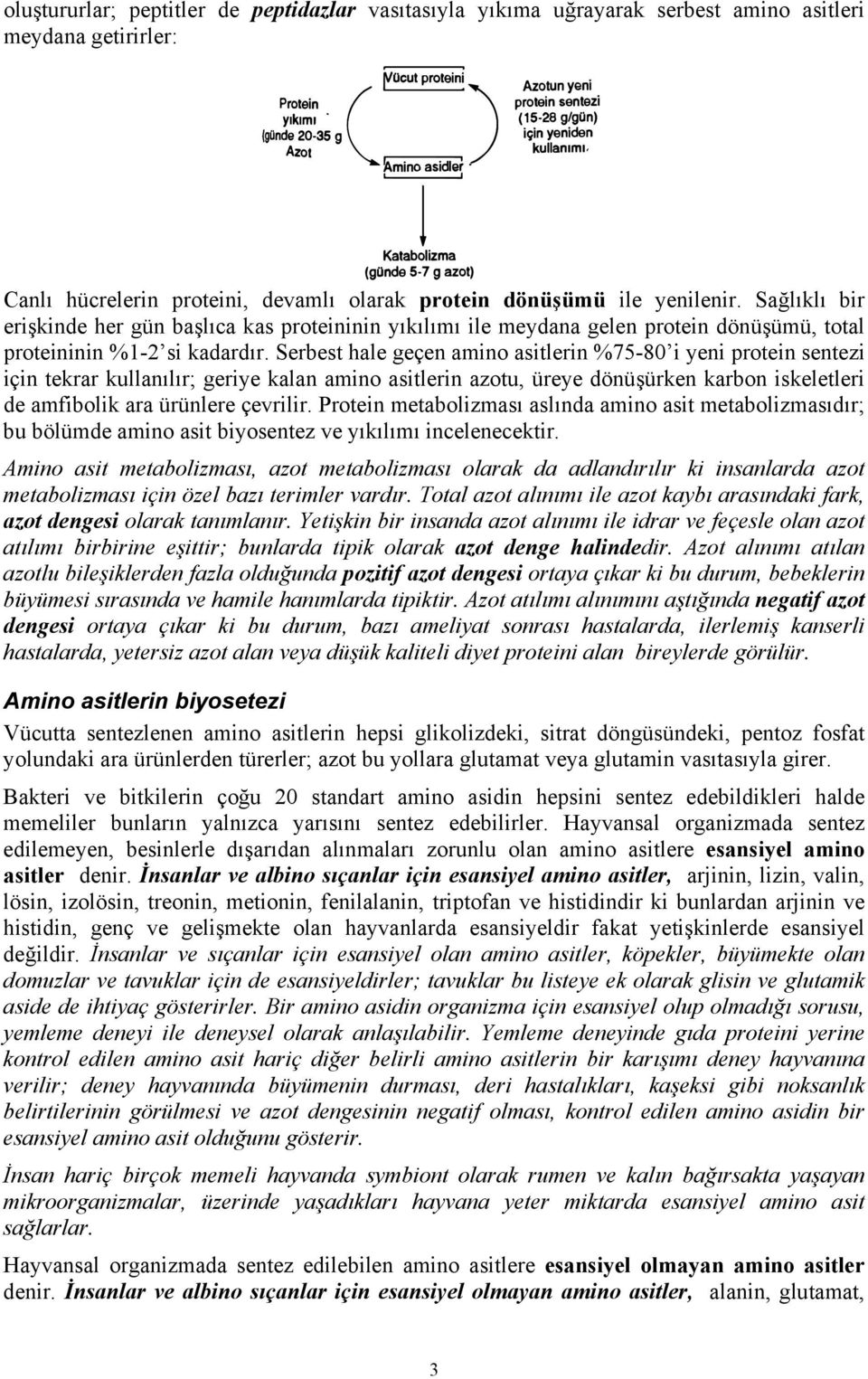 Serbest hale geçen amino asitlerin %75-80 i yeni protein sentezi için tekrar kullanılır; geriye kalan amino asitlerin azotu, üreye dönüşürken karbon iskeletleri de amfibolik ara ürünlere çevrilir.