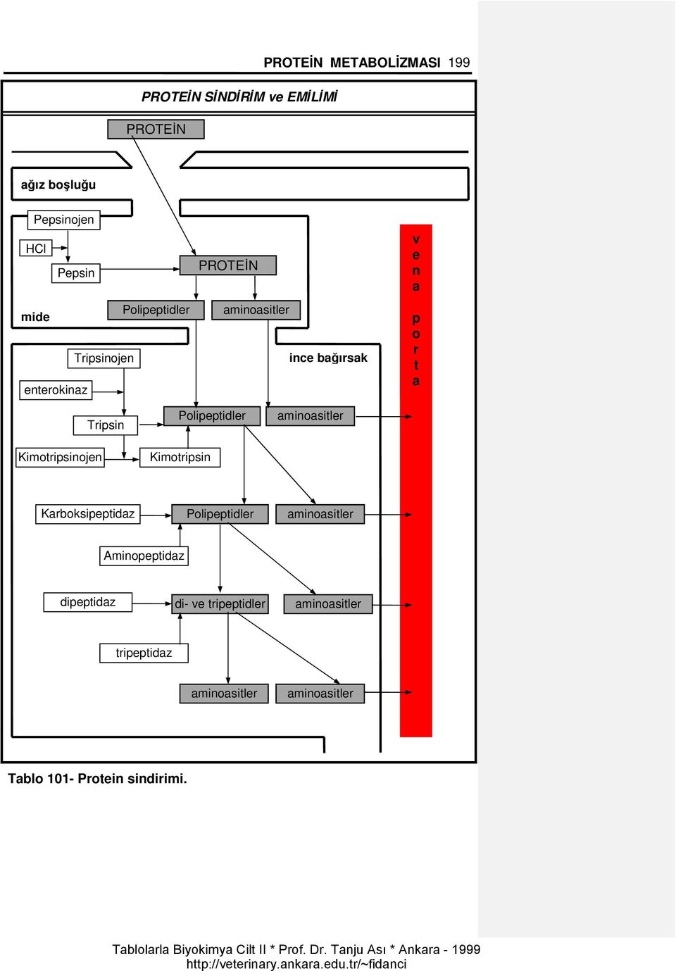 aminoasitler Karboksipeptidaz Polipeptidler aminoasitler Aminopeptidaz dipeptidaz di- ve tripeptidler aminoasitler