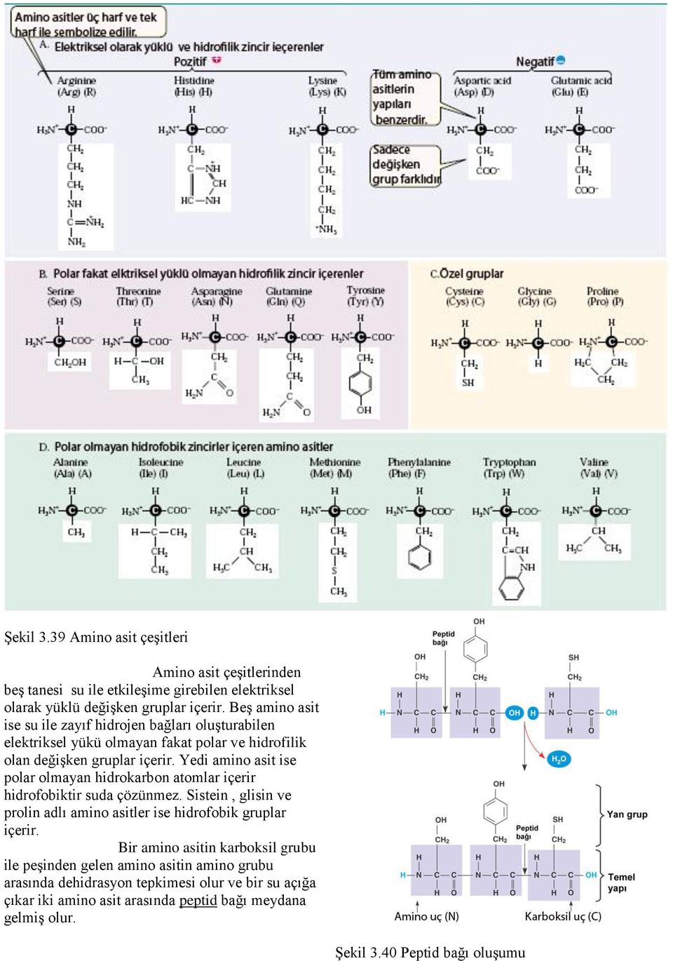 Yedi amino asit ise polar olmayan hidrokarbon atomlar içerir hidrofobiktir suda çözünmez. Sistein, glisin ve prolin adlı amino asitler ise hidrofobik gruplar içerir.