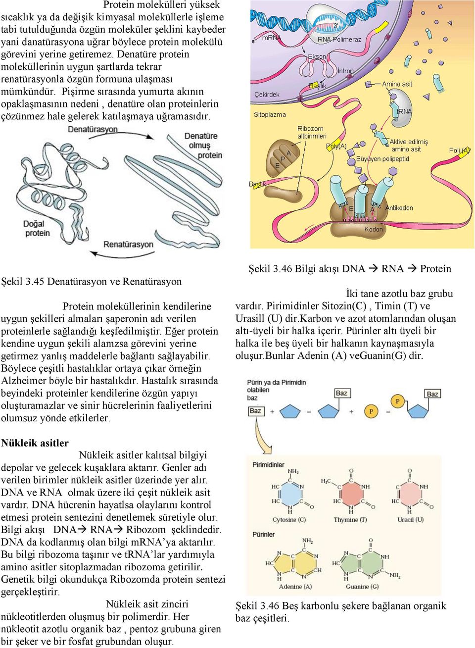 Pişirme sırasında yumurta akının opaklaşmasının nedeni, denatüre olan proteinlerin çözünmez hale gelerek katılaşmaya uğramasıdır. Şekil 3.