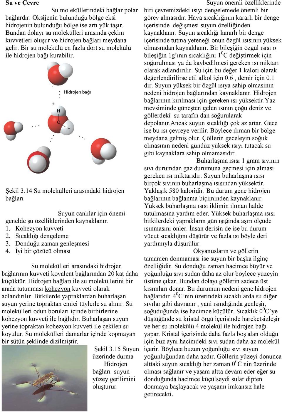 14 Su molekülleri arasındaki hidrojen bağları Suyun canlılar için önemi genelde şu özelliklerinden kaynaklanır. 1. Kohezyon kuvveti 2. Sıcaklığı dengeleme 3. Donduğu zaman genleşmesi 4.