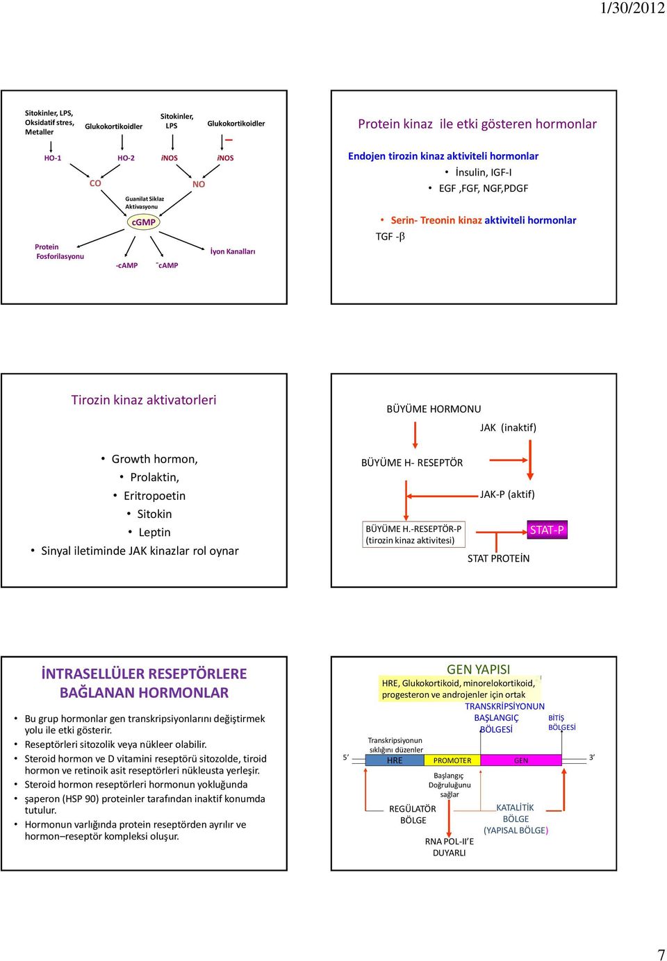 hormon, Prolaktin, Eritropoetin Sitokin Leptin Sinyal iletiminde JAK kinazlar rol oynar BÜYÜME HORMONU BÜYÜME H- RESEPTÖR BÜYÜME H.