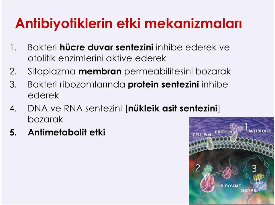 ederek 2. Sitoplazma membran permeabilitesini bozarak 3.