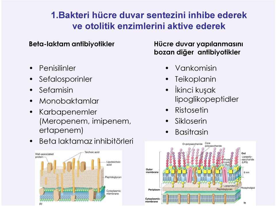 (Meropenem, imipenem, ertapenem) Beta laktamaz inhibitörleri Hücre duvar yapılanmasını bozan