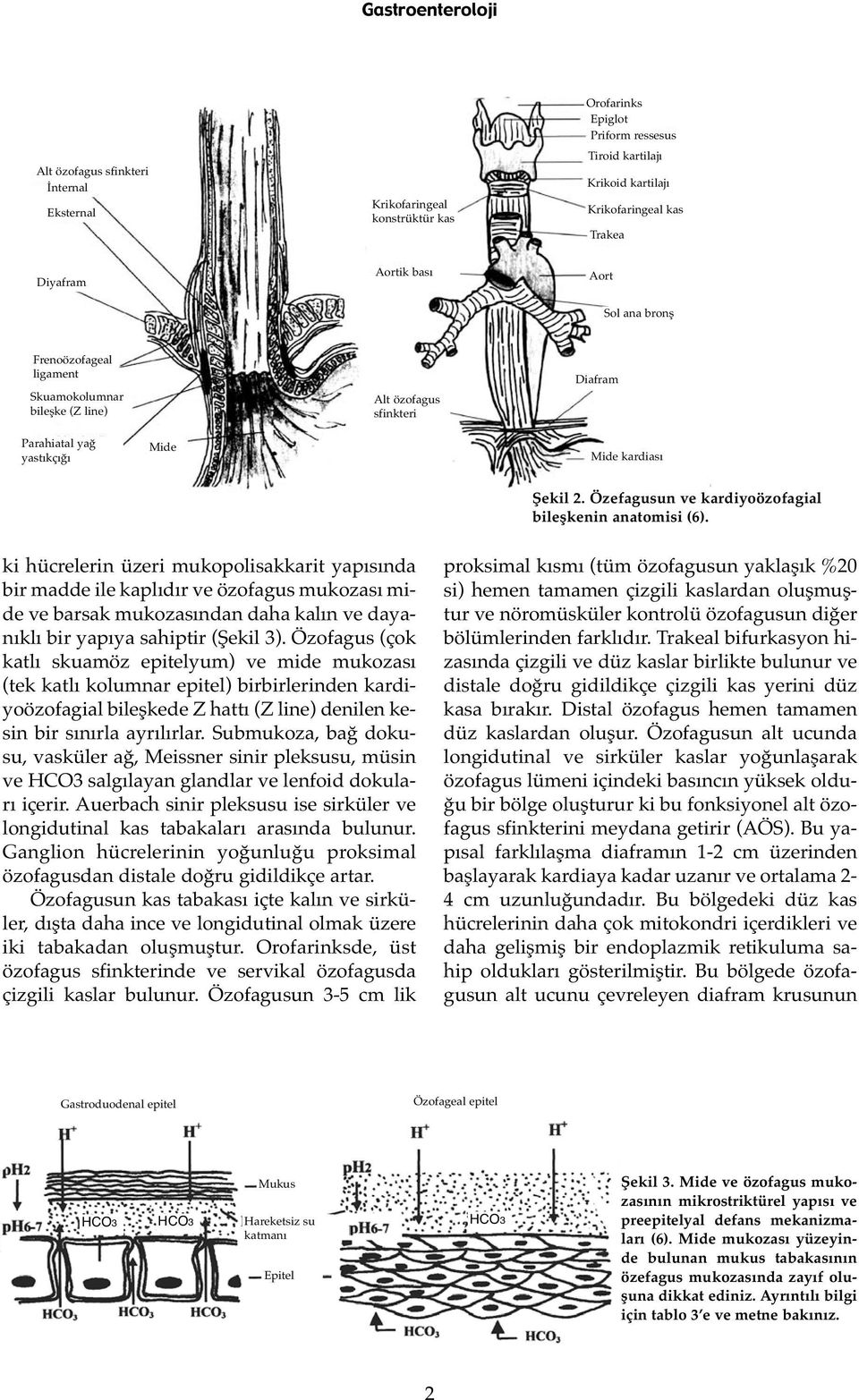 Özefagusun ve kardiyoözofagial bileşkenin anatomisi (6).
