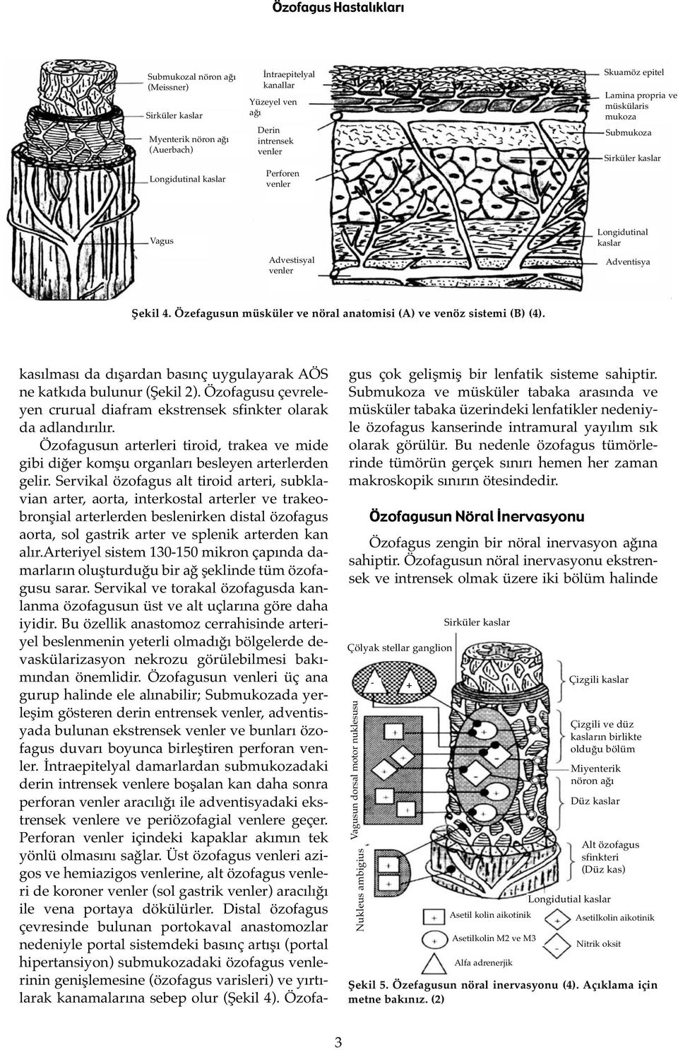 Özefagusun müsküler ve nöral anatomisi (A) ve venöz sistemi (B) (4). kasılması da dışardan basınç uygulayarak AÖS ne katkıda bulunur (Şekil 2).