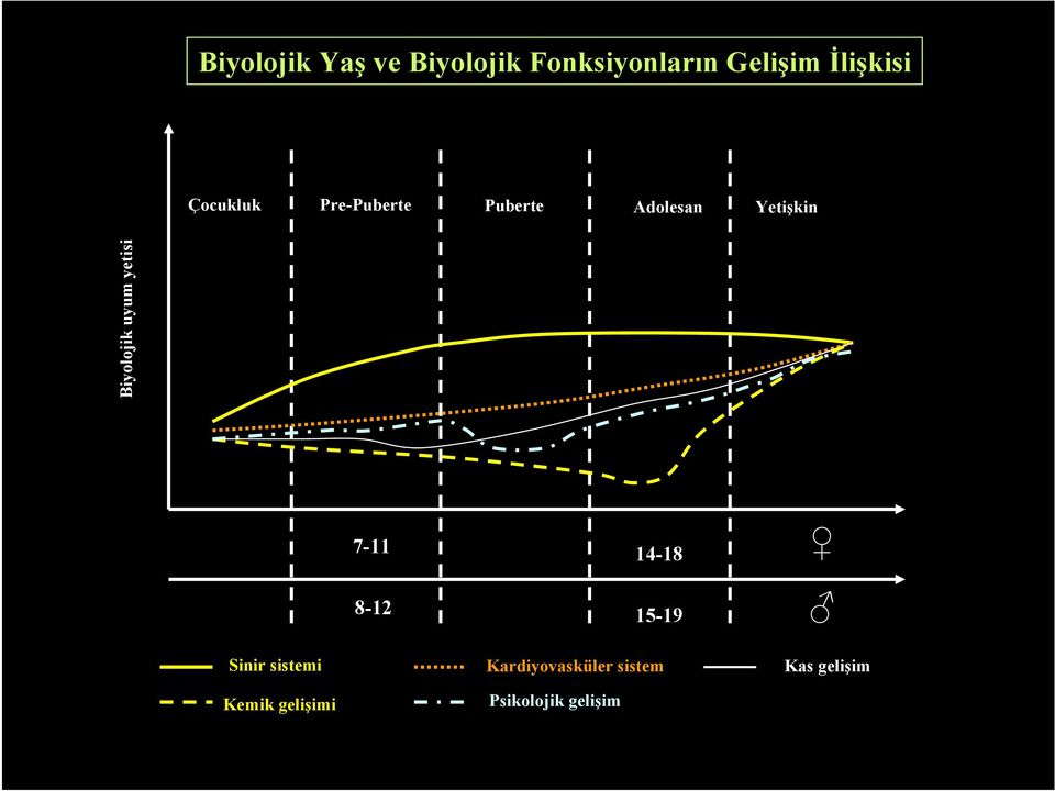 Biyolojik uyum yetisi 7-11 14-18 8-12 15-19 Sinir sistemi