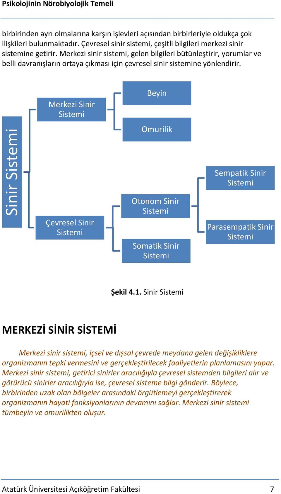 Merkezi sinir sistemi, gelen bilgileri bütünleştirir, yorumlar ve belli davranışların ortaya çıkması için çevresel sinir sistemine yönlendirir.