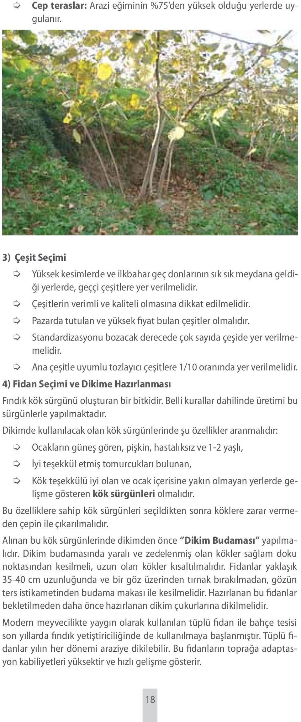 Ana çeşitle uyumlu tozlayıcı çeşitlere 1/10 oranında yer verilmelidir. 4) Fidan Seçimi ve Dikime Hazırlanması Fındık kök sürgünü oluşturan bir bitkidir.