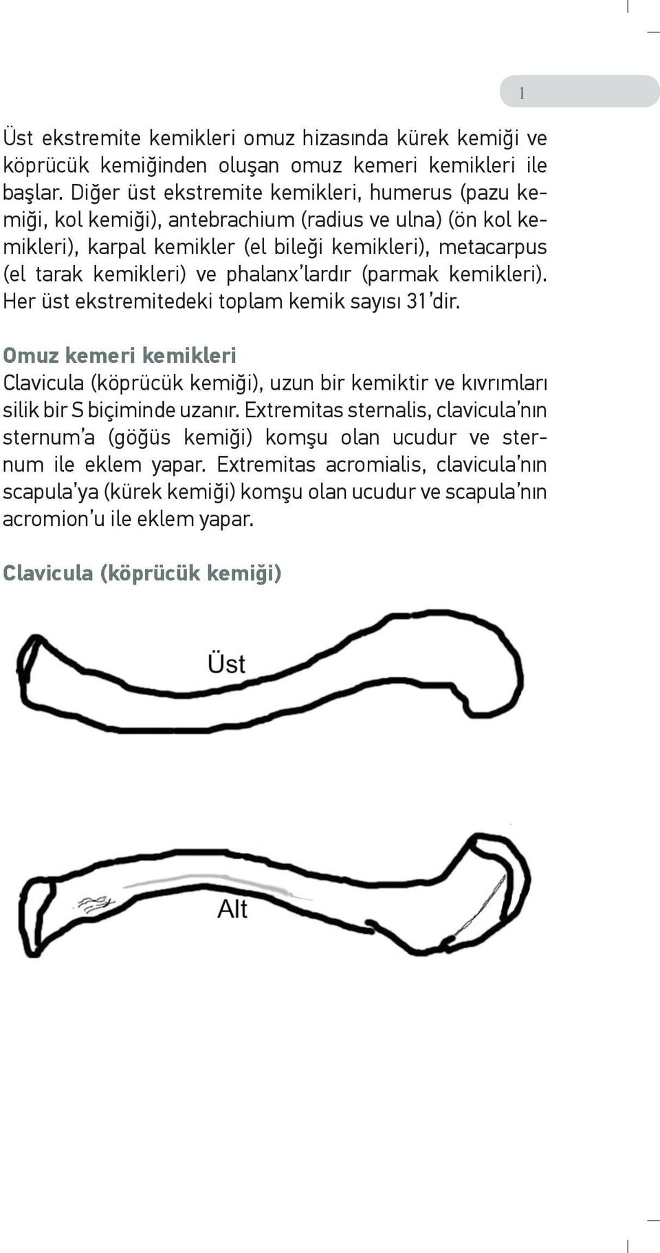 phalanx lardır (parmak kemikleri). Her üst ekstremitedeki toplam kemik sayısı 31 dir.