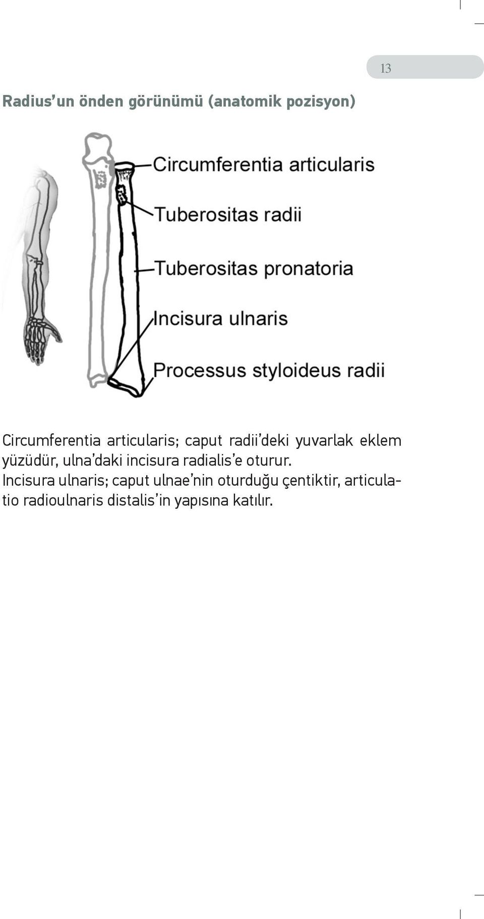 incisura radialis e oturur.