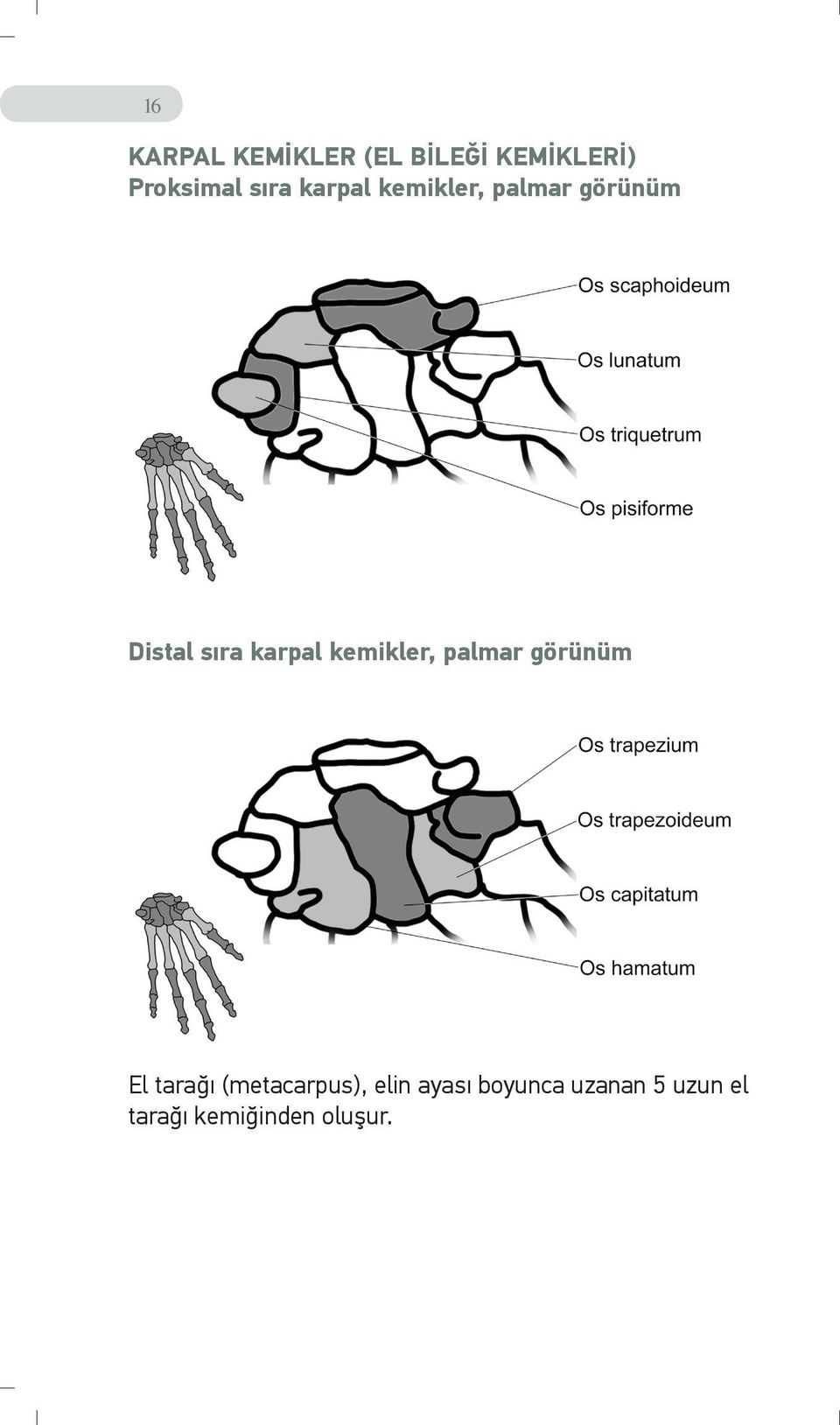 karpal kemikler, palmar görünüm El tarağı