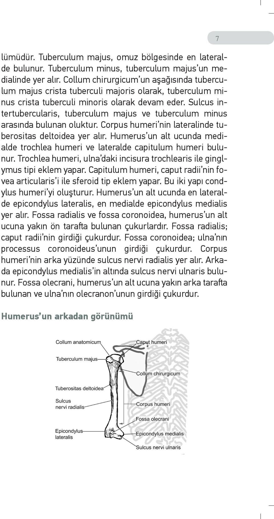 Sulcus intertubercularis, tuberculum majus ve tuberculum minus arasında bulunan oluktur. Corpus humeri nin lateralinde tuberositas deltoidea yer alır.