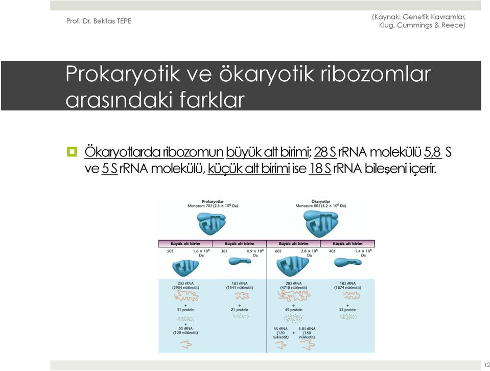 28 S rrna molekülü 5,8 S ve 5 S rrna molekülü,