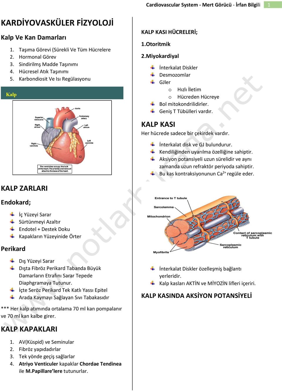 KALP KASI Her hücrede sadece bir çekirdek vardır. İnterkalat disk ve GJ bulundurur. Kendiliğinden uyarılma özelliğine sahiptir.