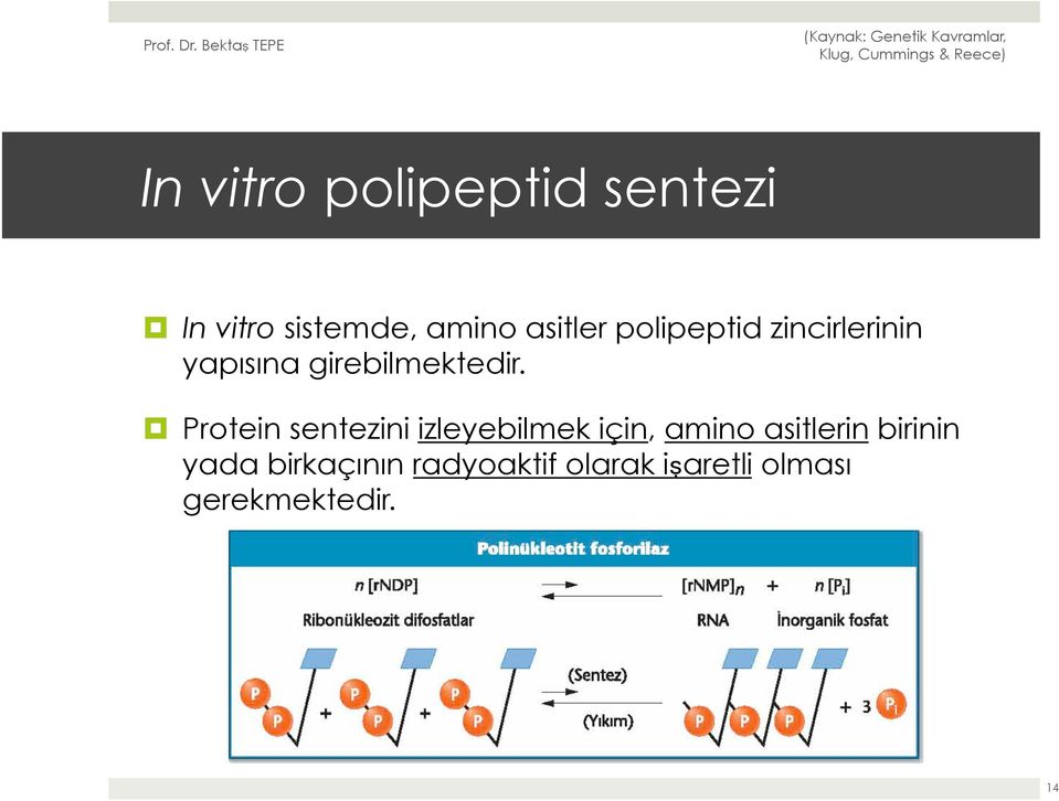 Protein sentezini izleyebilmek için, amino asitlerin