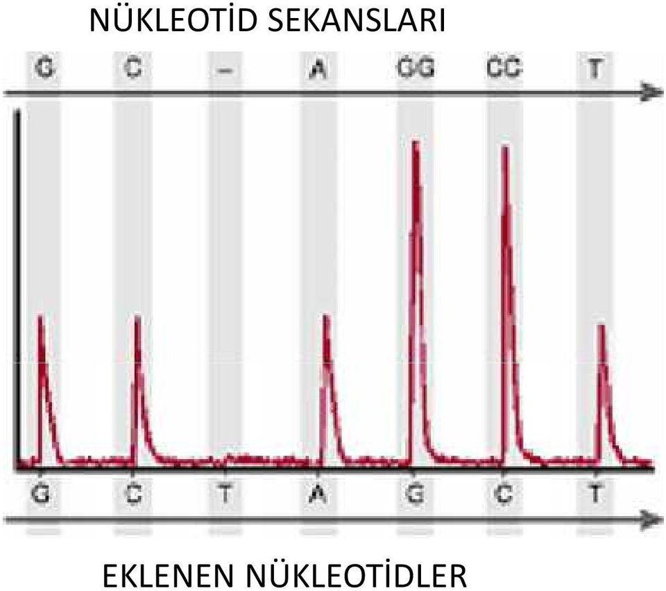 EKLENEN