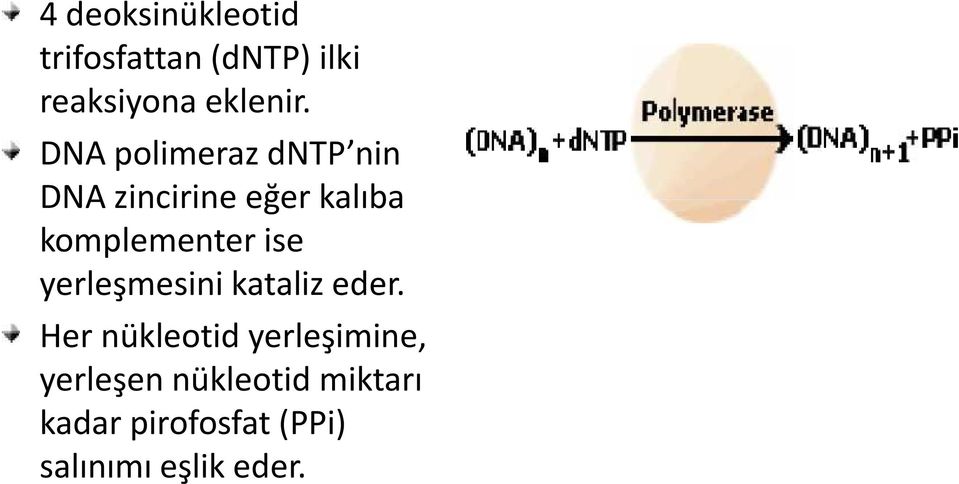 ise yerleşmesini kataliz eder.