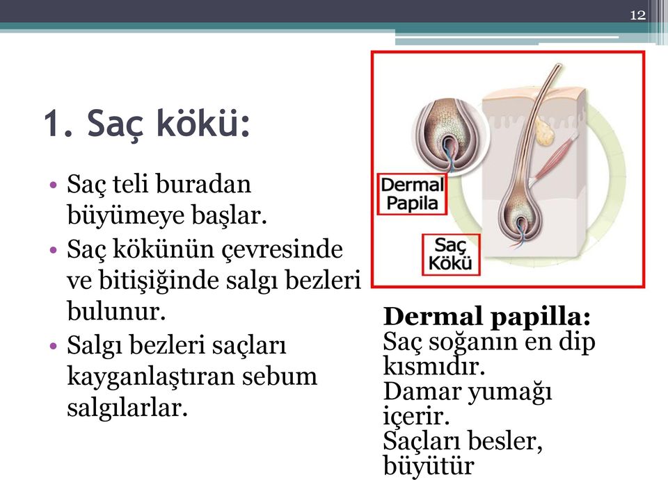 Salgı bezleri saçları kayganlaştıran sebum salgılarlar.