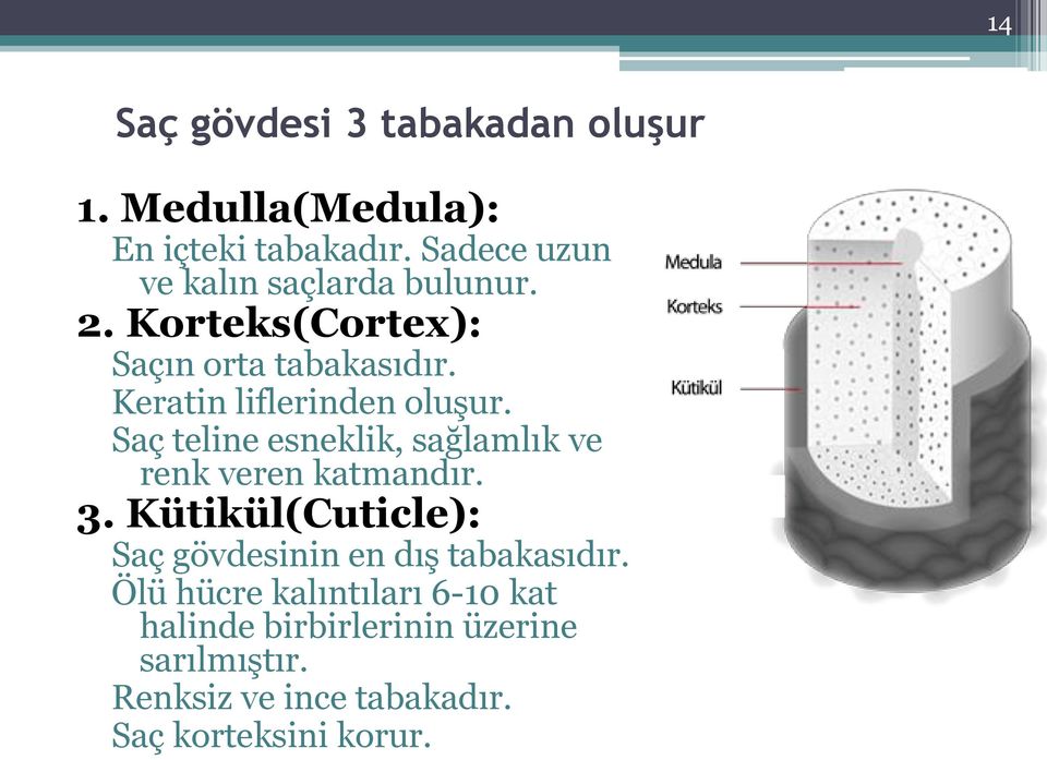 Keratin liflerinden oluşur. Saç teline esneklik, sağlamlık ve renk veren katmandır. 3.