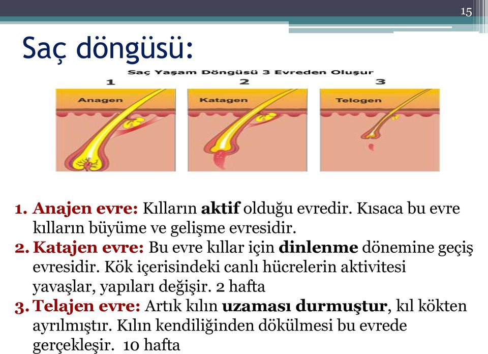 Katajen evre: Bu evre kıllar için dinlenme dönemine geçiş evresidir.