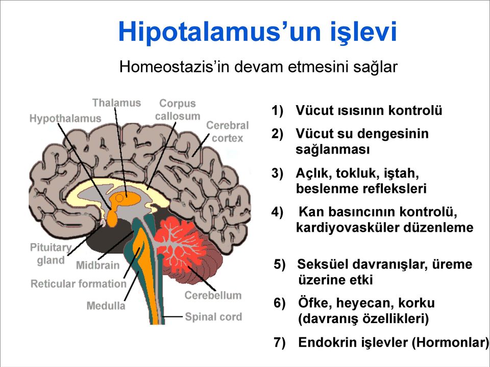 Kan basıncının kontrolü, kardiyovasküler düzenleme 5) Seksüel davranışlar, üreme