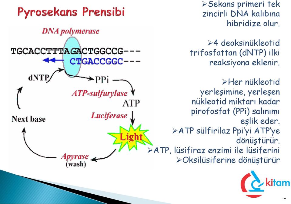 Her nükleotid yerleşimine, yerleşen nükleotid miktarı kadar pirofosfat (PPi)